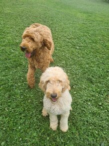 Goldendoodle - 7