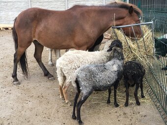 Welsh pony valach na predaj - 7