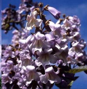 Paulownia tomentosa - 7