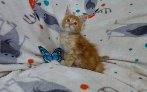 Mainska myvalia Mainne coon Mco - 7