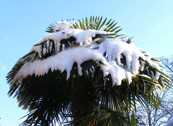 Palmové semená . Trachycarpus fortunei - 7