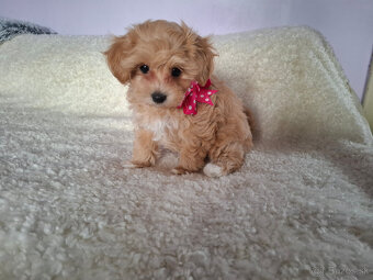 Maltipoo - 7