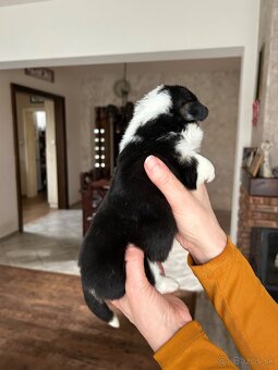 Welsh Corgi Pembroke - 7