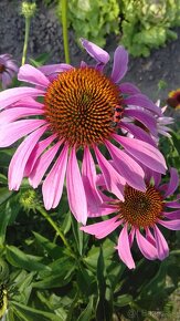 Echinacea purpurea – ružová - 7