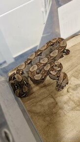 Boa Constrictor Imperator - Velhad Kràlovský - 7