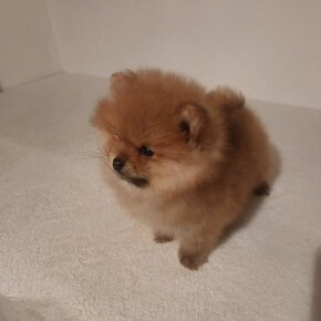 Pomeranian - 7