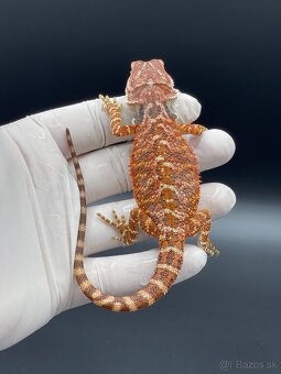 Agama bradata / pogona vitticeps - 7