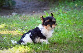 Biewer-yorkshirsky terrier - 7