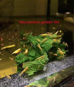 Krevetky neocaridina - 7