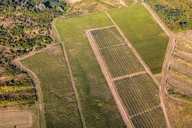 Na predaj jedinečné Tokajské vinice aj s celou firmou - 7