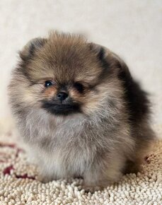 Pomeranian mini Boo - 7