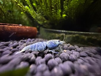 Caridina Black Galaxy Fishbone - 7