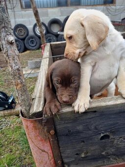 Labrador šteniatka - 7