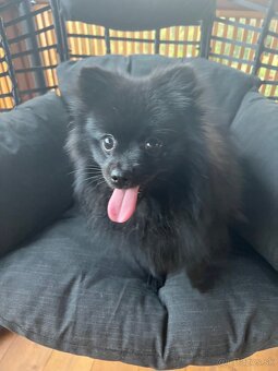 Šteniatka mini pomeranian do 2,5 kg - 7