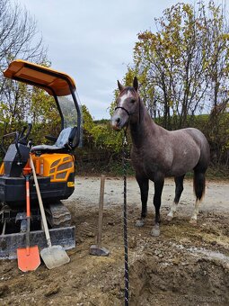 Pripuštanie American Quarter Horse ,QH , AQH - 7