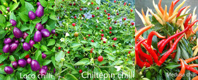 Semienka chilli - 7