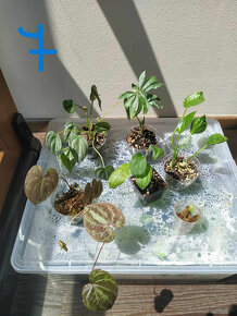 Izbové rastliny - set podľa fotiek - 7