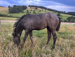 Arabsky plnokrvník - paint horse - 7