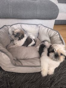 Predám šteniatka Shi-tzu ši-cu šicu shihtzu - 7