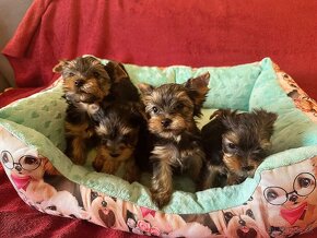 Yorkshire Terrier - 7