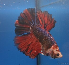 Bojovnice- Betta splendens - 7