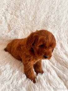 Goldendoodle mini - 7