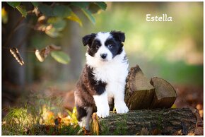 Border Collie Border Kolia s PP FCI - 7