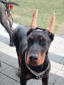 DOBERMAN KENNEL Šteniatka s FCI P.P - 7