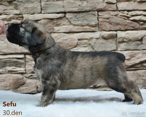 Boerboel - štěňata s PP (FCI) - 7