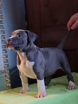 American Bully XL - 7