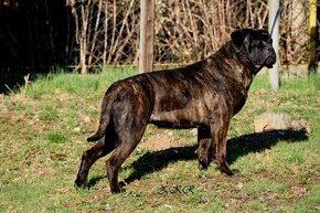 Cane Corso s PP FCI - 7