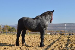 Predám koňa - žrebec Percheron - 7