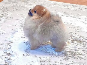 Pomeranian - 7