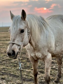 APH kobyla - učielka - paint horse - 7