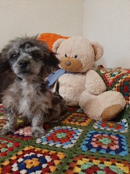 Shih-poo harlekyn - 7