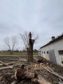 Arboristika, Orez, Spilovanie, Opilovanie, Výrub stromov - 7