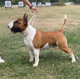 Bullterrier,bulterier standard - 7