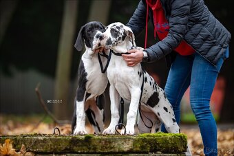 Nemecká doga šteniatka - 7