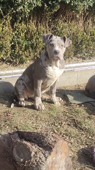 American bully - 7