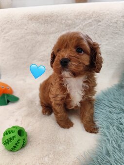 Cavapoo - 7