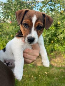 Jack russel terier - 7