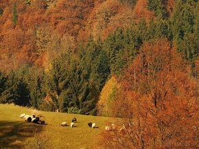 Predám pozemok v prírode-Detvianska Huta - 7