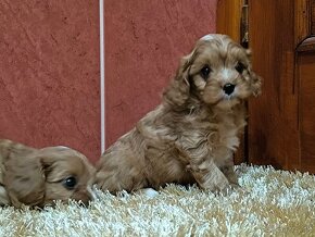 Cavapoo - 7