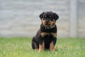 Rottweiler - štěně - Rotvajler - 7