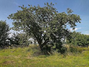 Na predaj stavebný pozemok, ulica Trnavská, obec Jablonica - 7