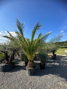 Palma PHOENIX CANARIENSIS (ĎATLOVNÍK KANÁRSKY - 7