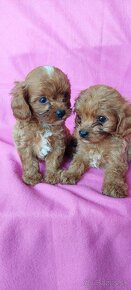 Cavapoo,kavapoo mini,cavapo - 7