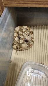 Boa Constrictor Imperator - Velhad Kràlovský - 7