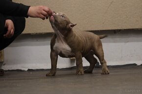 American Bully - 7