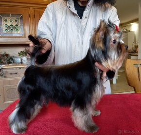 YORKSHIRE TERRIER  s PP - psík - 7